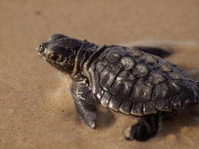 La tortuga golfina en la costa de oaxaca